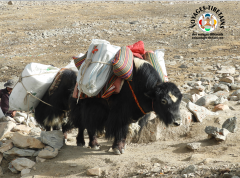 Les yaks avancent d'un pied sûr sur la Kora du mont Kailash