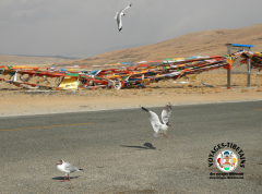 Les mouettes... oui j'ai bien dit les mouettes... au lac Manasarovar et dans  tout le Tibet de l'Ouest... hé oui... n'oublions pas que ce plateau fût une mer...